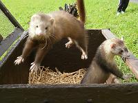 (186 von 243) : KIGA Hausen Waldwoche